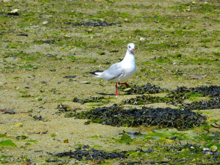 Fonds d'cran Animaux Oiseaux - Divers Wallpaper N327040