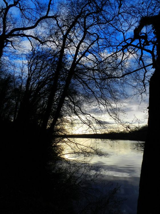 Fonds d'cran Nature Arbres - Forts bord de l' erdre du coté de nantes 