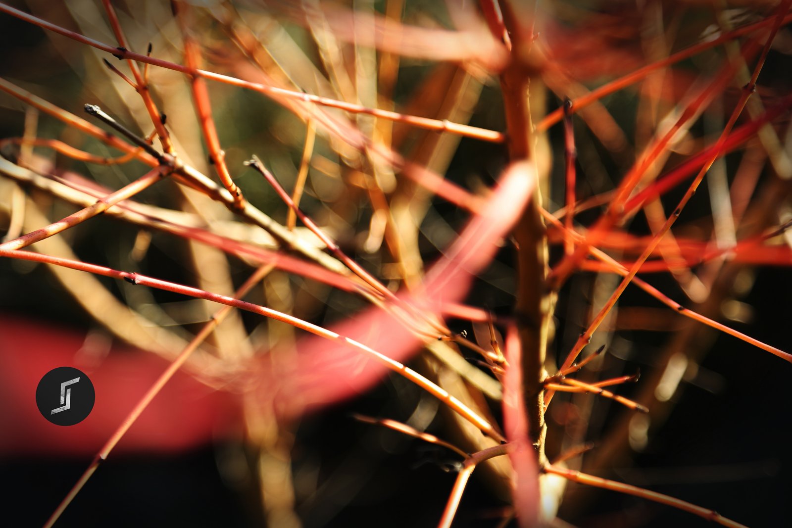 Fonds d'cran Nature Arbres - Forêts Red Winter 