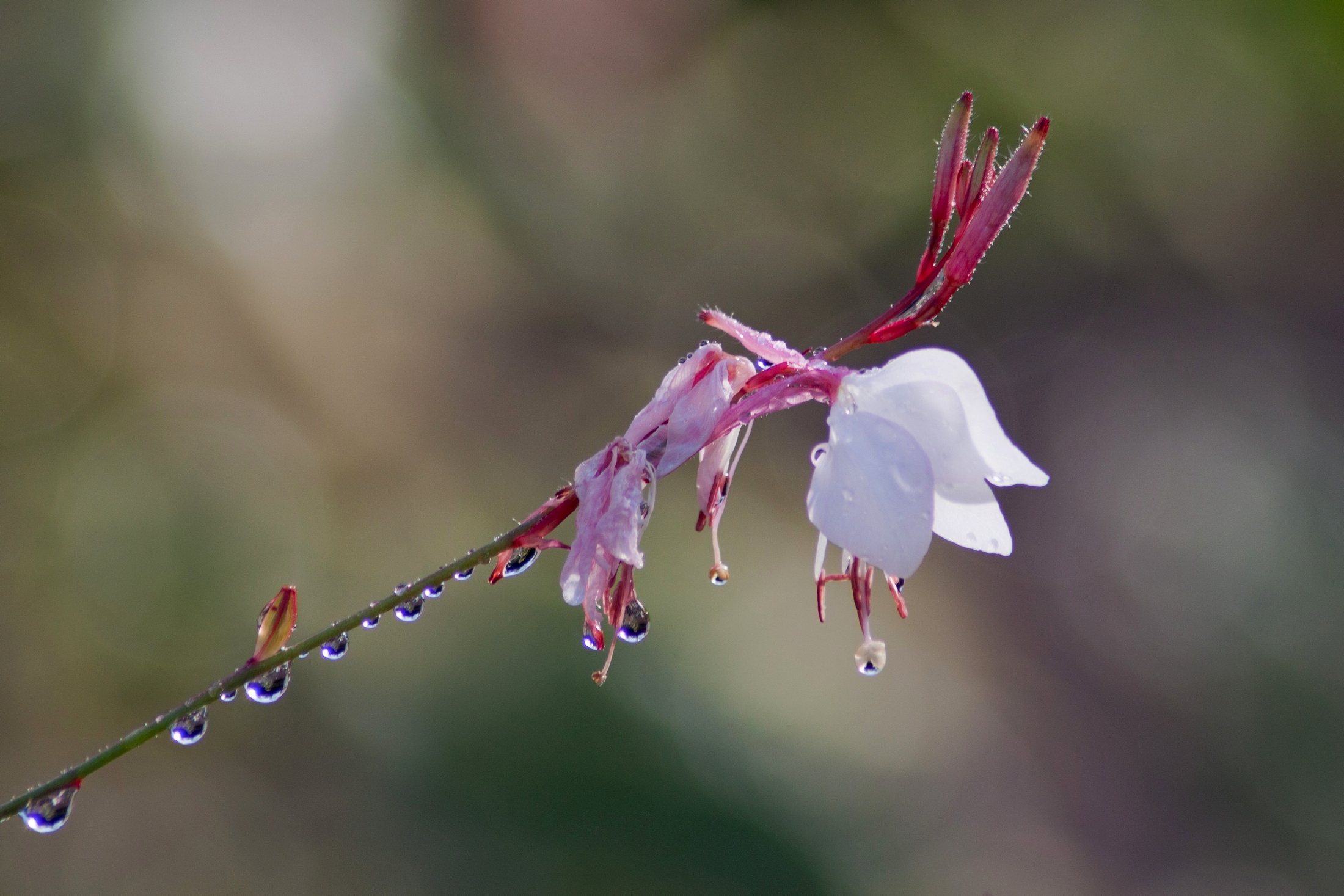 Fonds d'cran Nature Fleurs apres la pluie