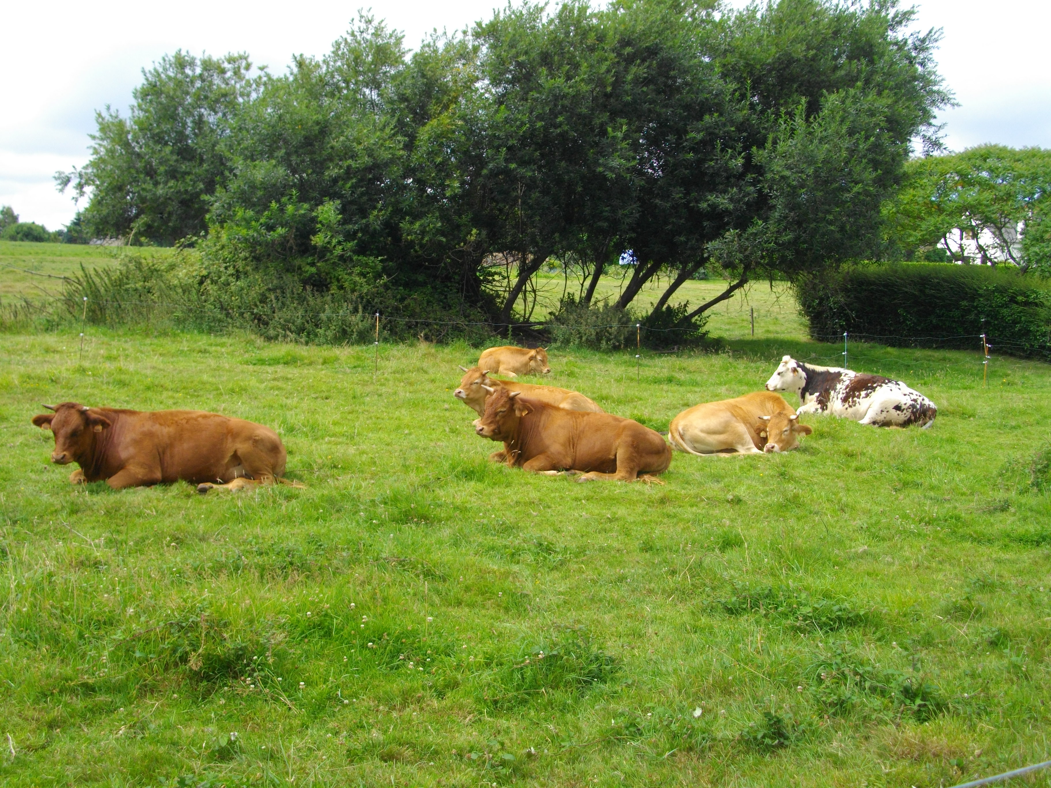 Fonds d'cran Animaux Vaches - Taureaux - Boeufs 