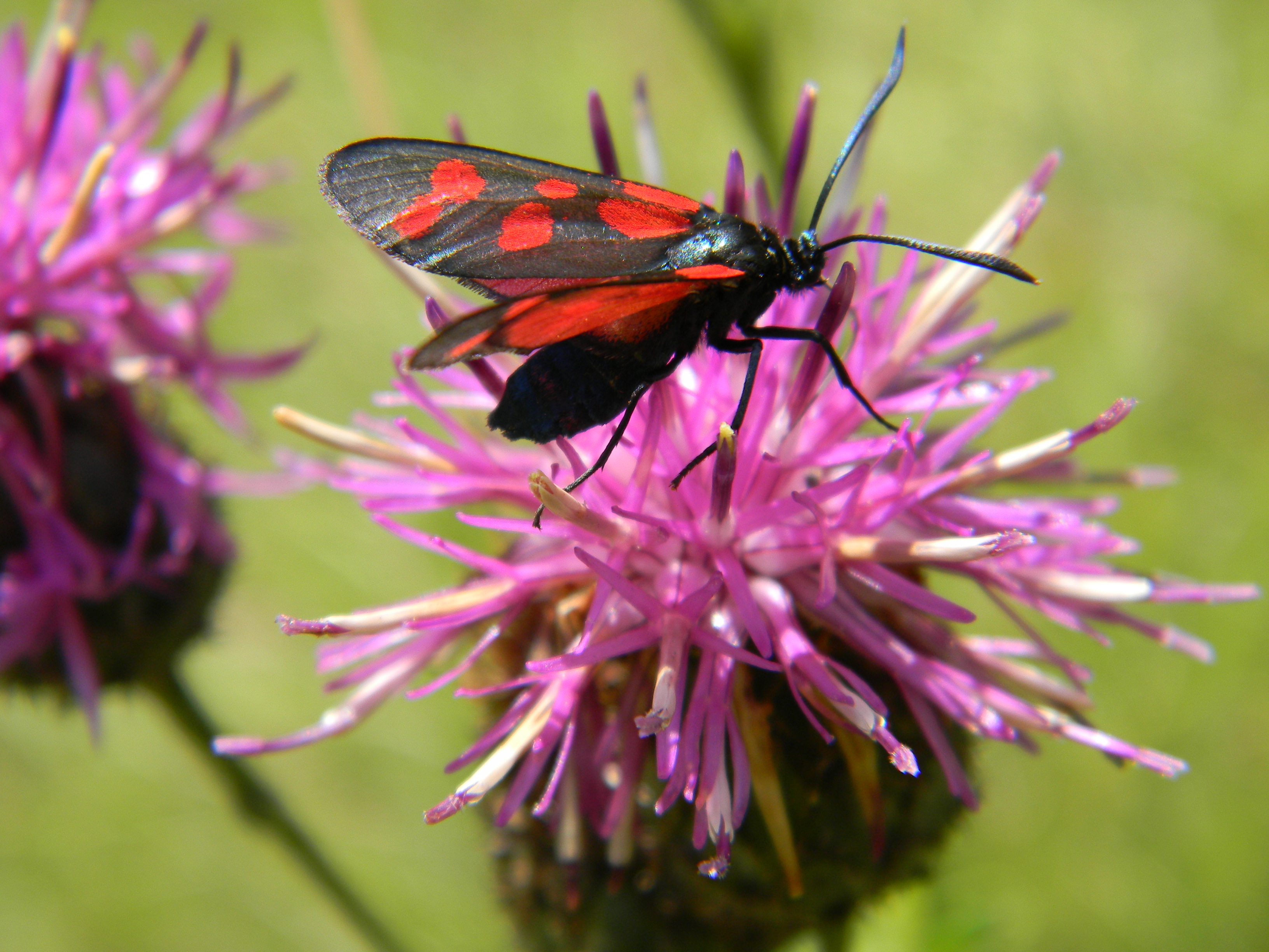 Fonds d'cran Animaux Insectes - Papillons Le printemps en montagne