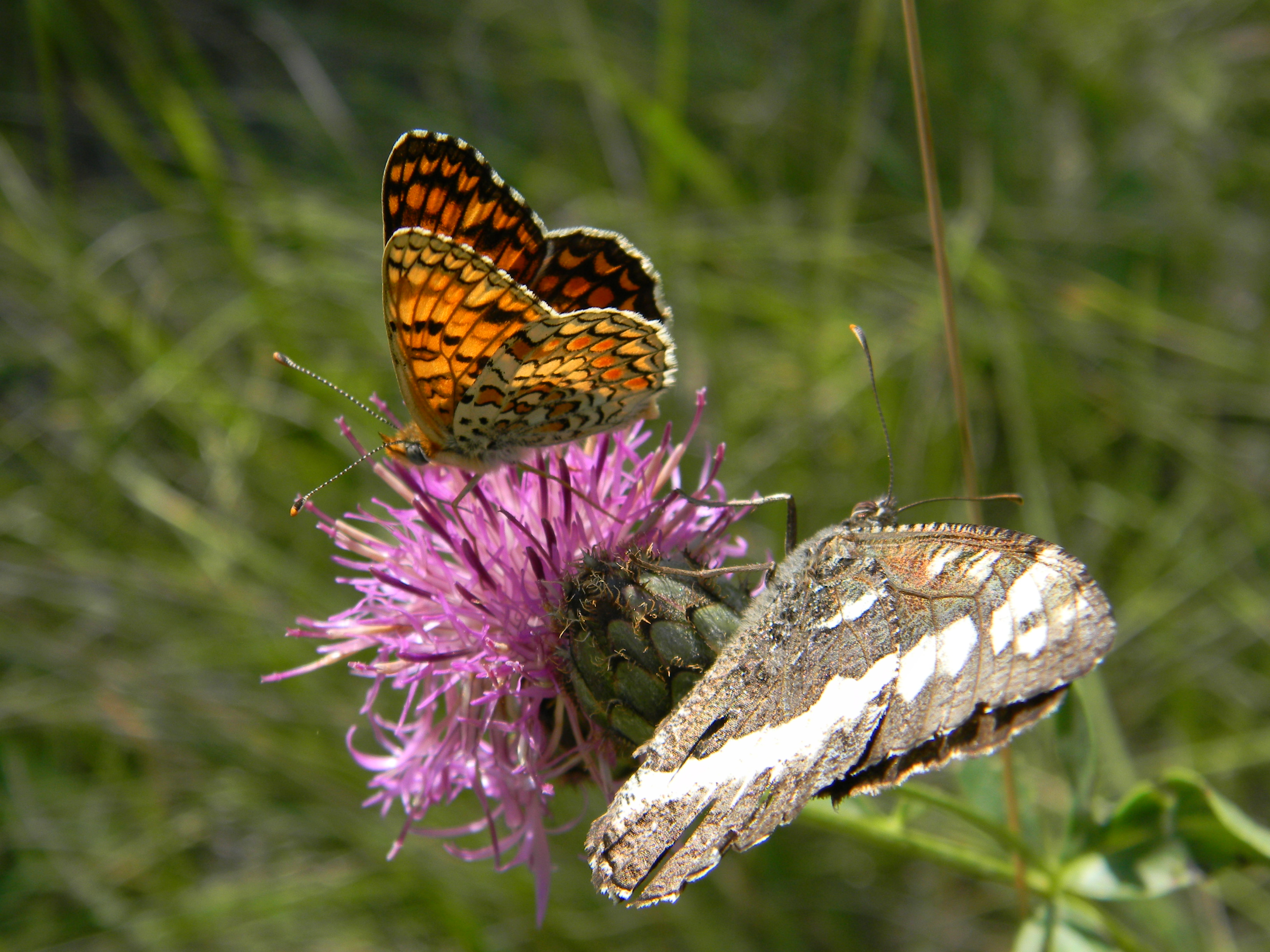 Fonds d'cran Animaux Insectes - Papillons Le printemps en montagne