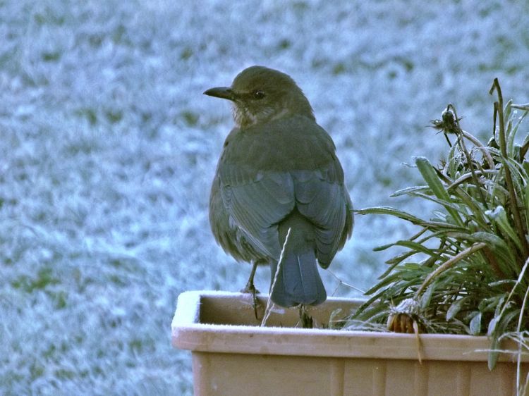 Fonds d'cran Animaux Oiseaux - Merles un merle en hiver