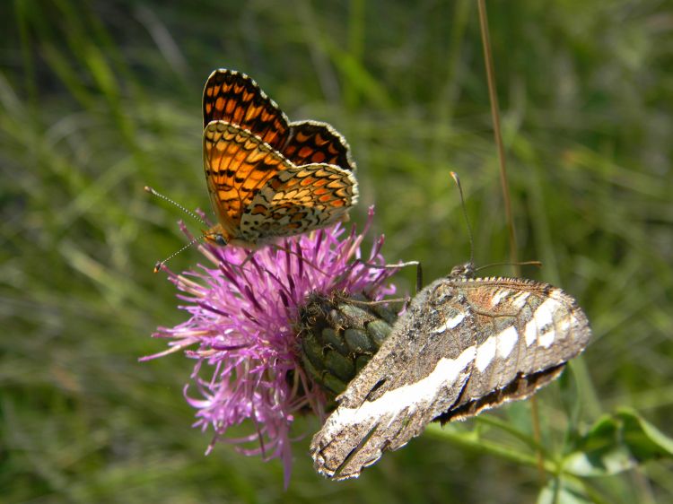 Wallpapers Animals Insects - Butterflies Le printemps en montagne