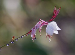  Nature apres la pluie