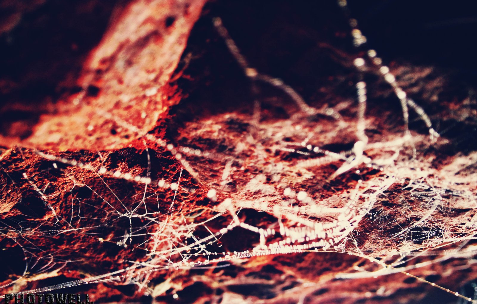 Wallpapers Animals Spiders auto focus sur le champ