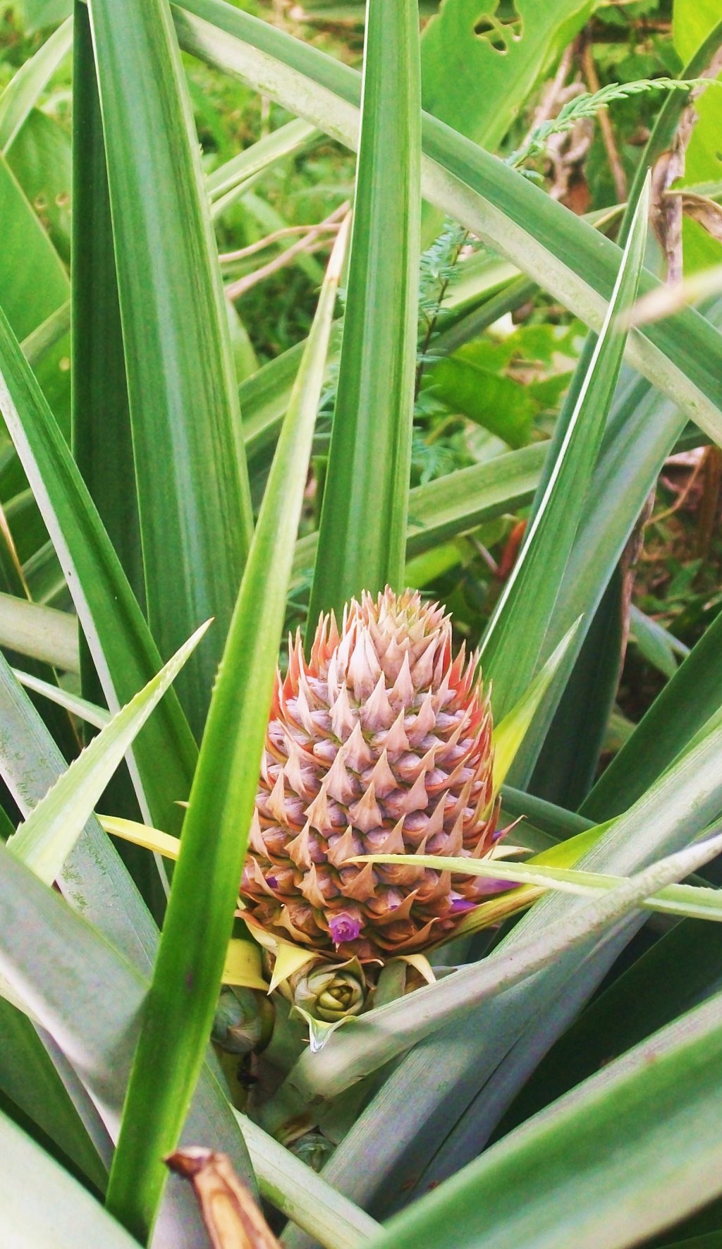 Wallpapers Nature Fruits Ananas