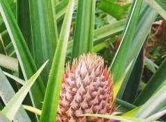  Nature Ananas