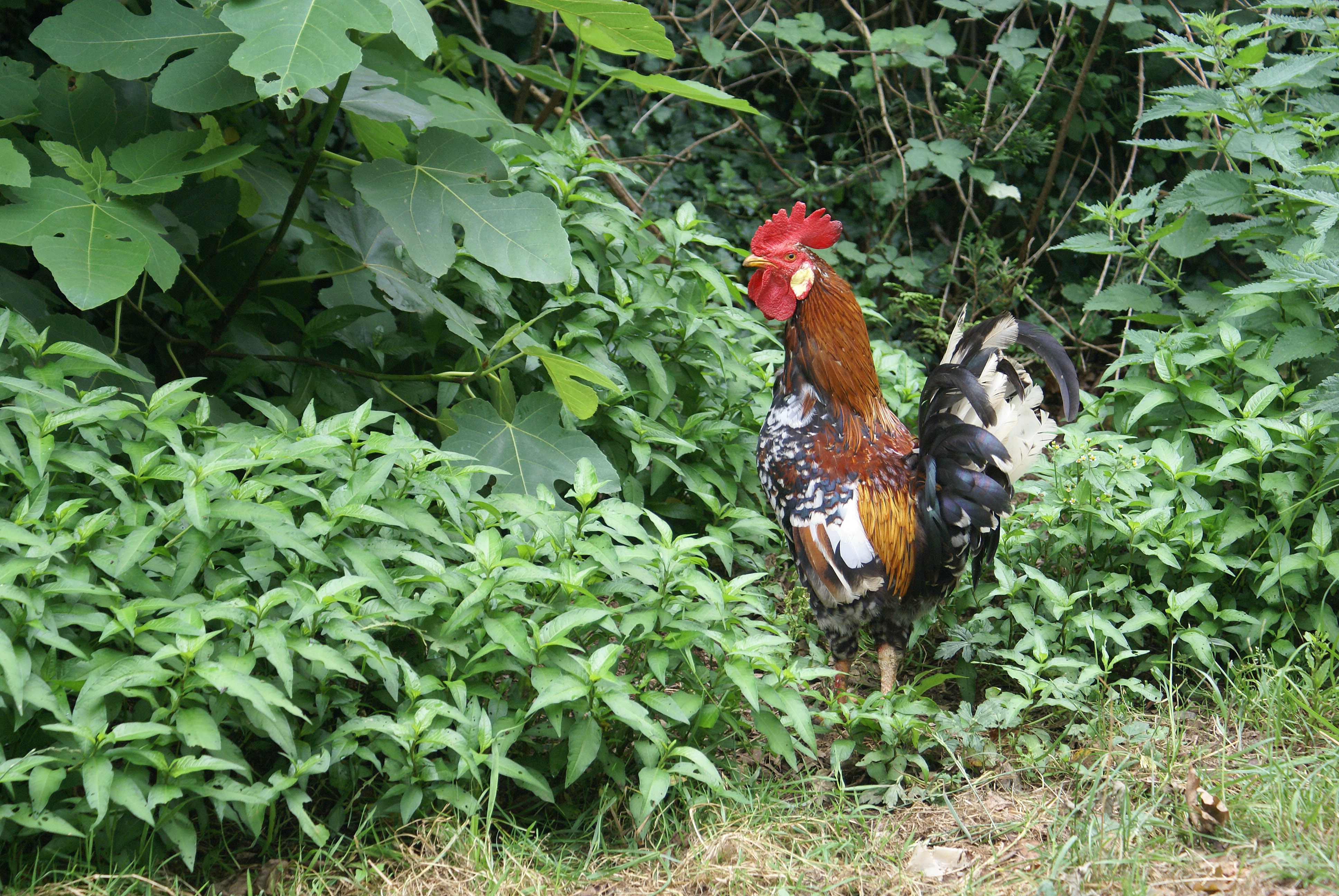 Fonds d'cran Animaux Oiseaux - Coqs et Poules COQ DE BARDOS