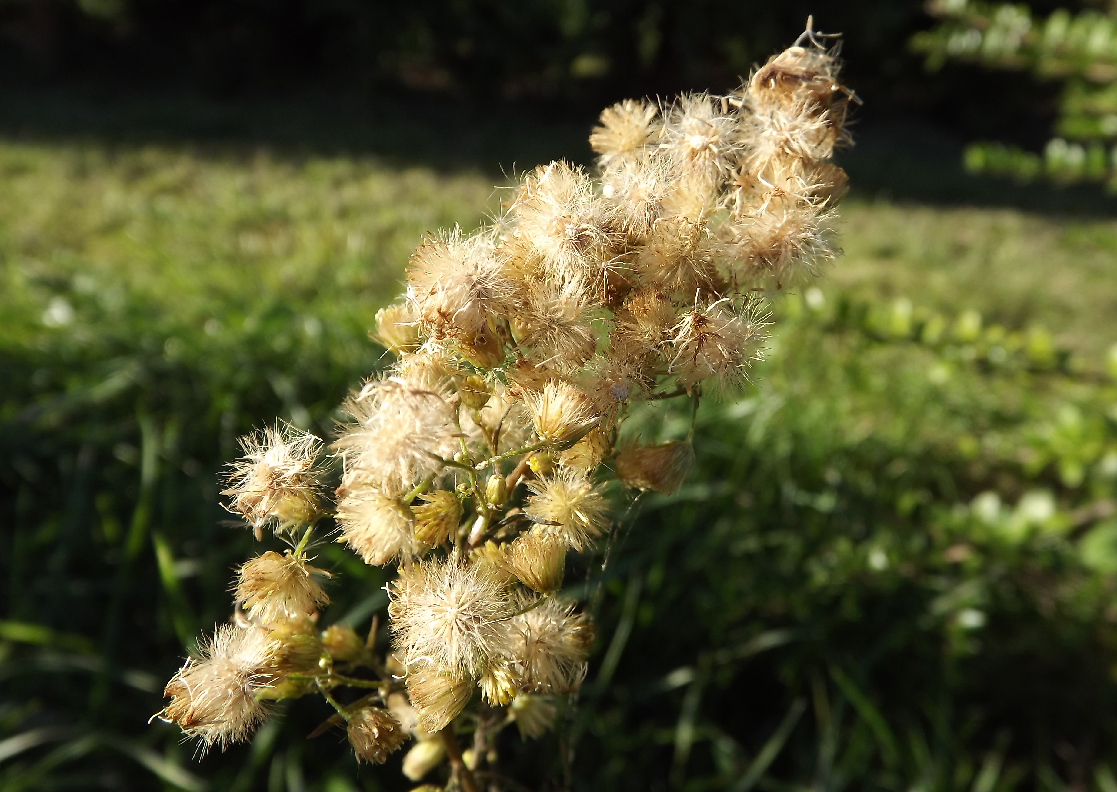 Fonds d'cran Nature Fleurs 