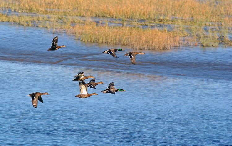 Fonds d'cran Animaux Oiseaux - Canards L'ENVOL DES MALARDS