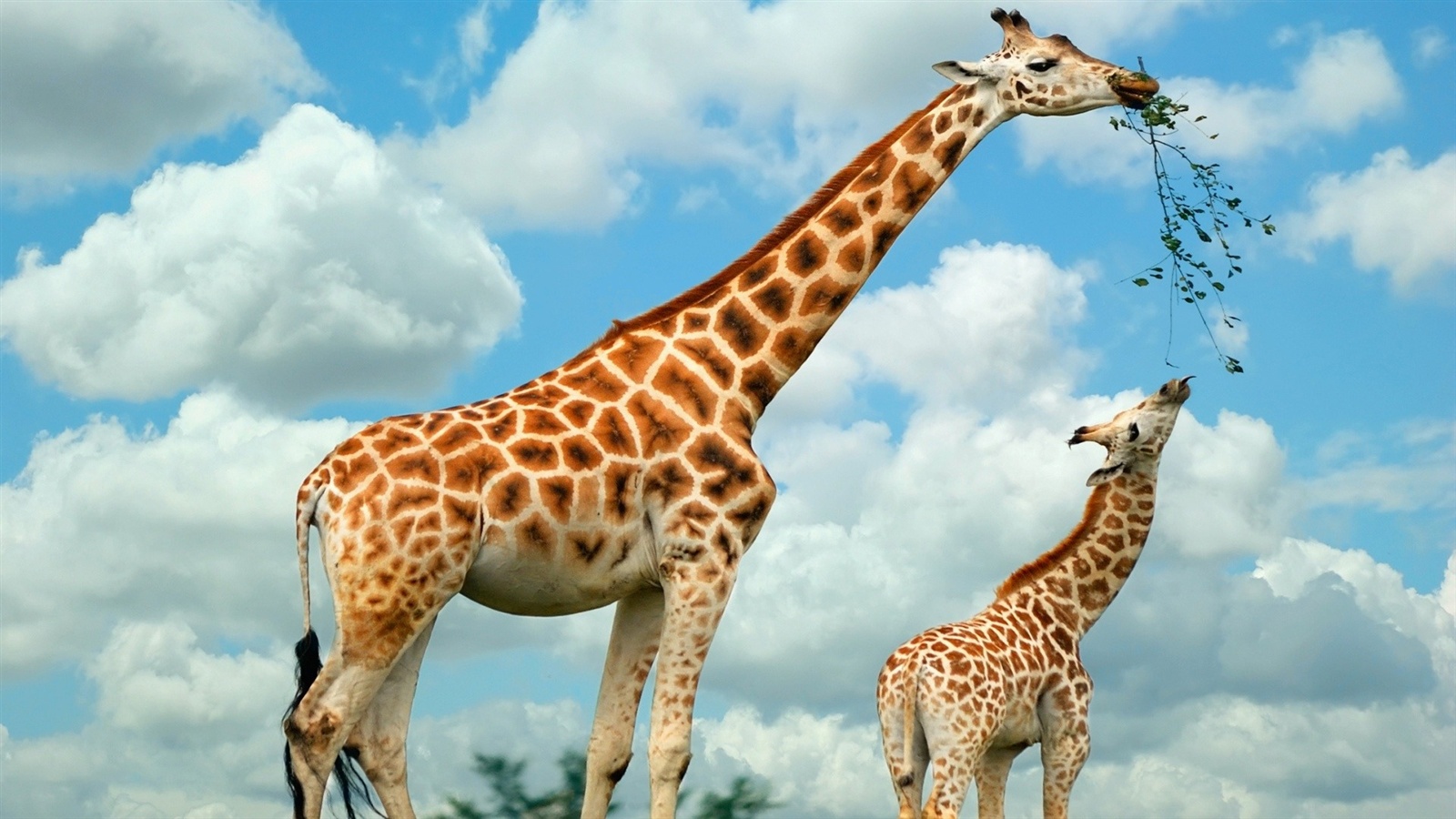 Fonds d'cran Animaux Girafes 