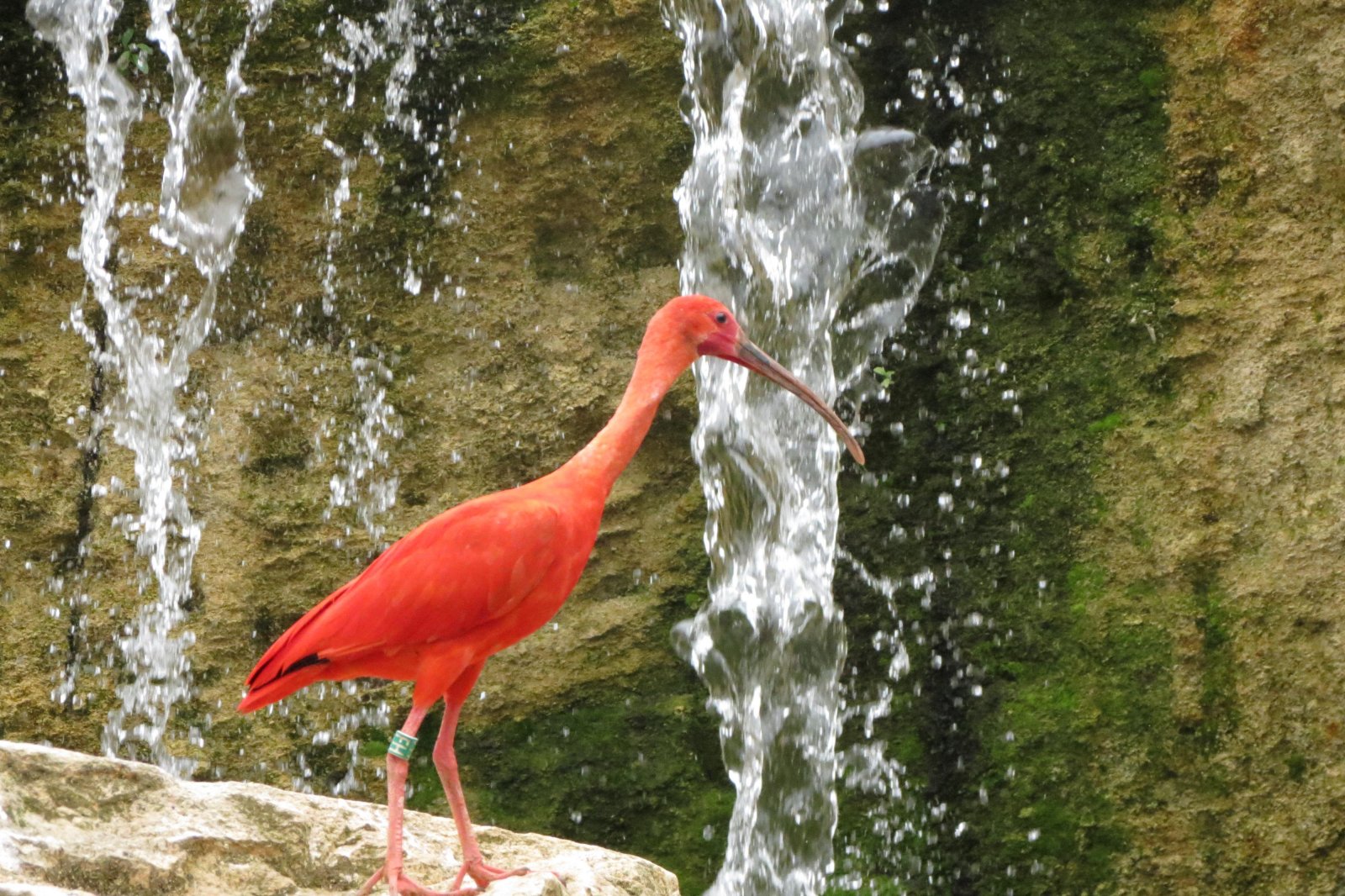 Fonds d'cran Animaux Oiseaux - Ibis 