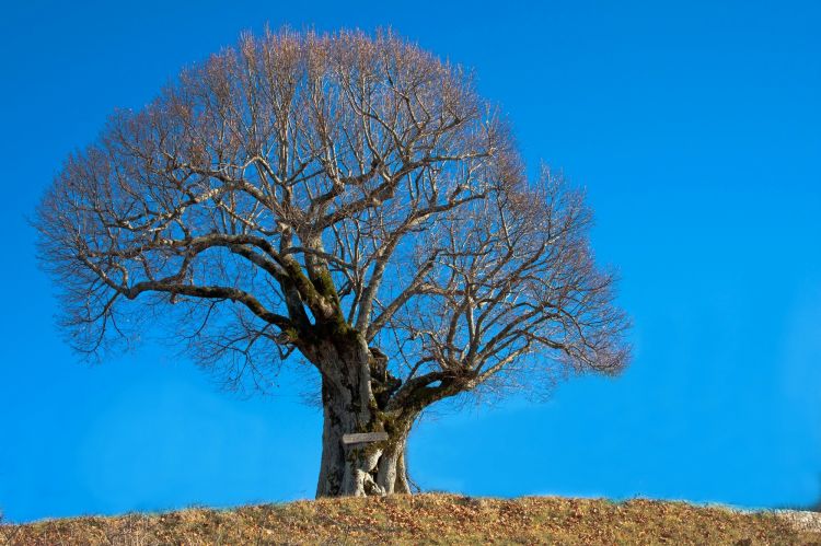 Fonds d'cran Nature Arbres - Forts l'arbre