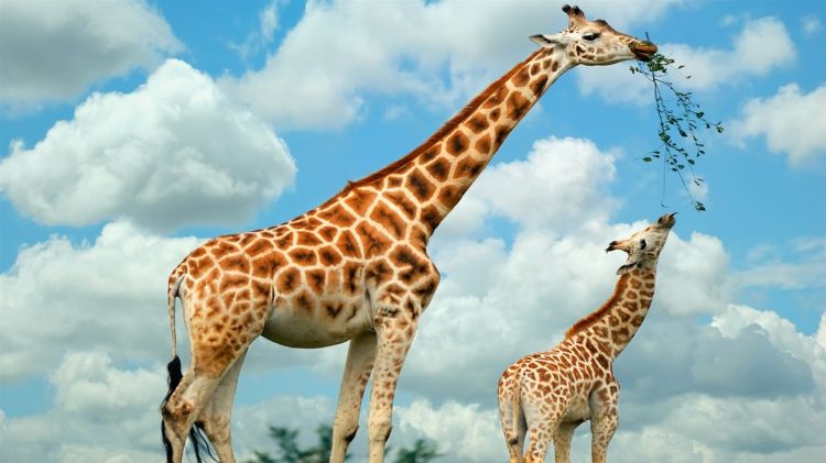 Wallpapers Animals Giraffes Wallpaper N327580