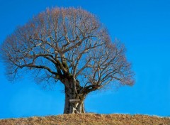  Nature l'arbre