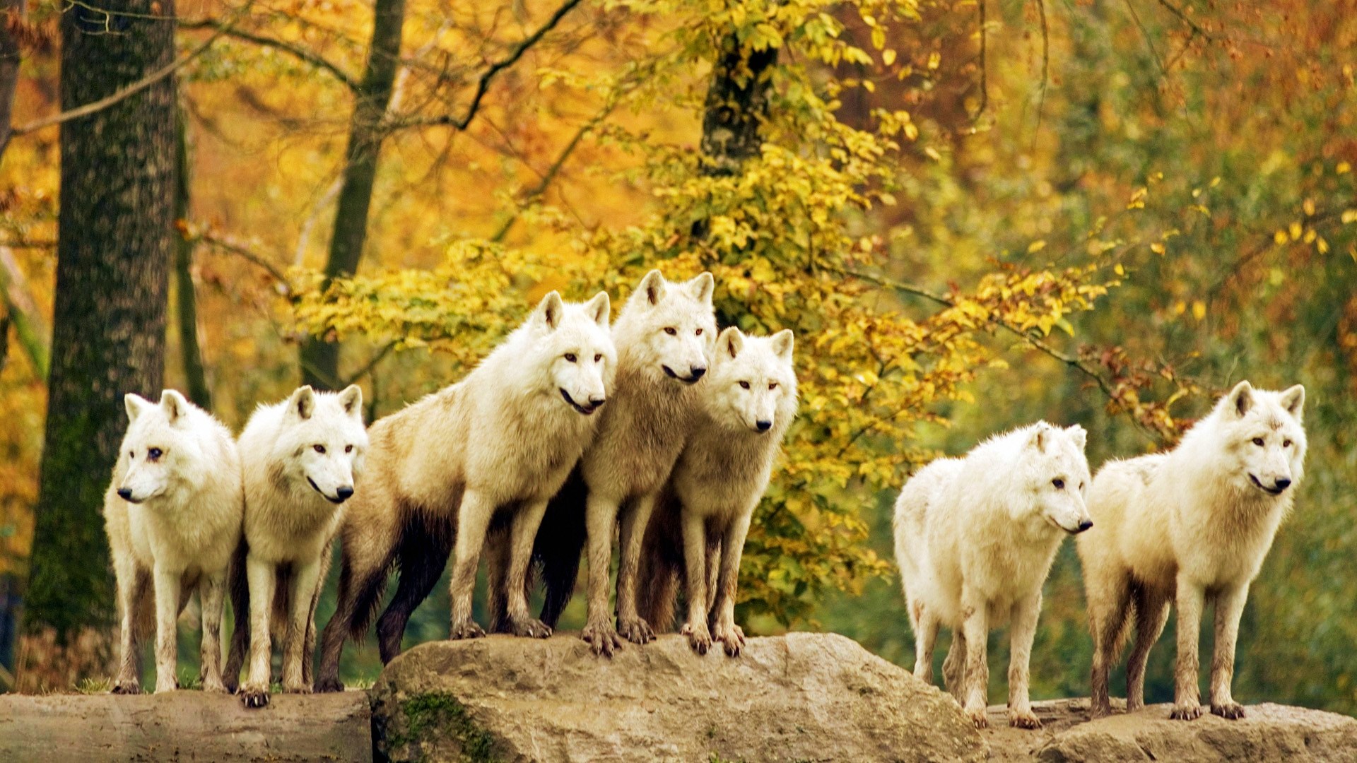 Wallpapers Animals Wolves 