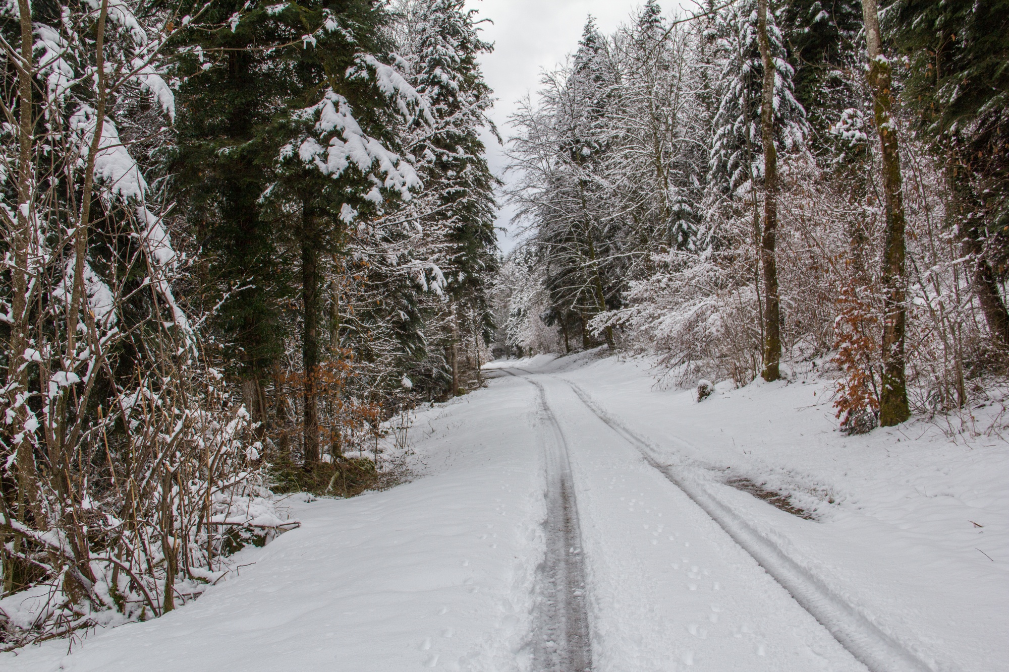 Wallpapers Nature Saisons - Winter balade d'hiver en fort