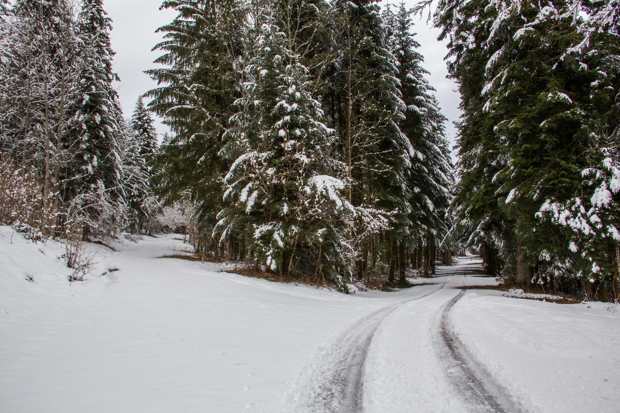 Fonds d'cran Nature Saisons - Hiver balade d'hiver en fort