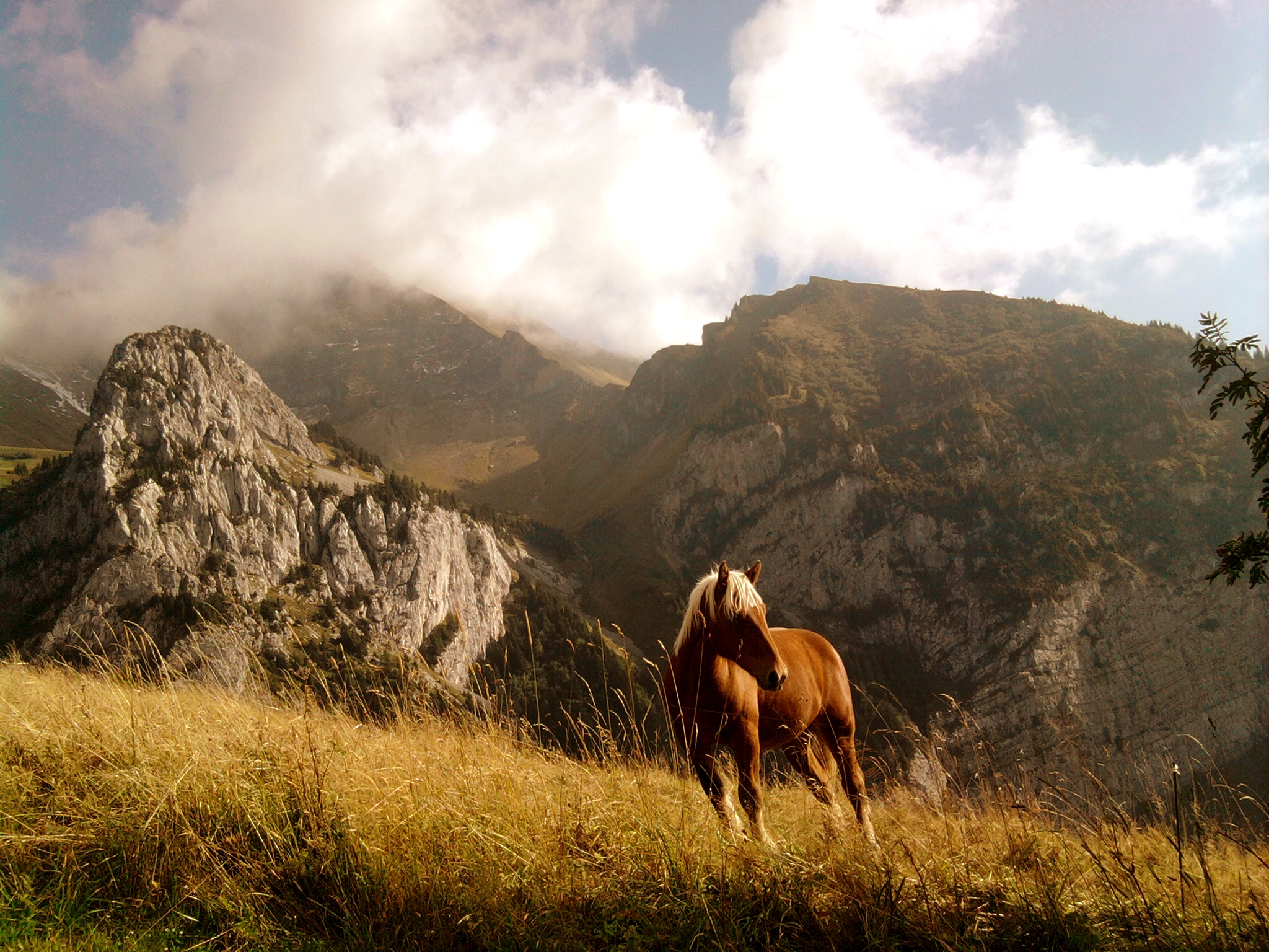 Wallpapers Animals Horses 