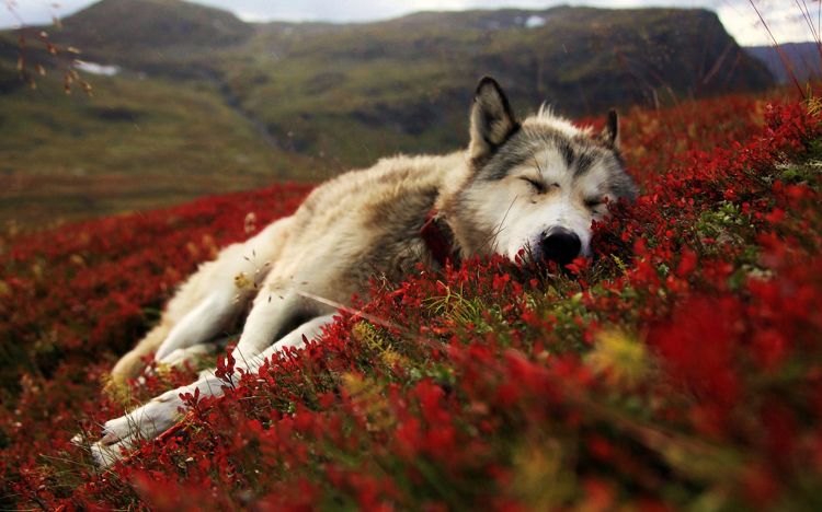 Wallpapers Animals Wolves Wallpaper N327683