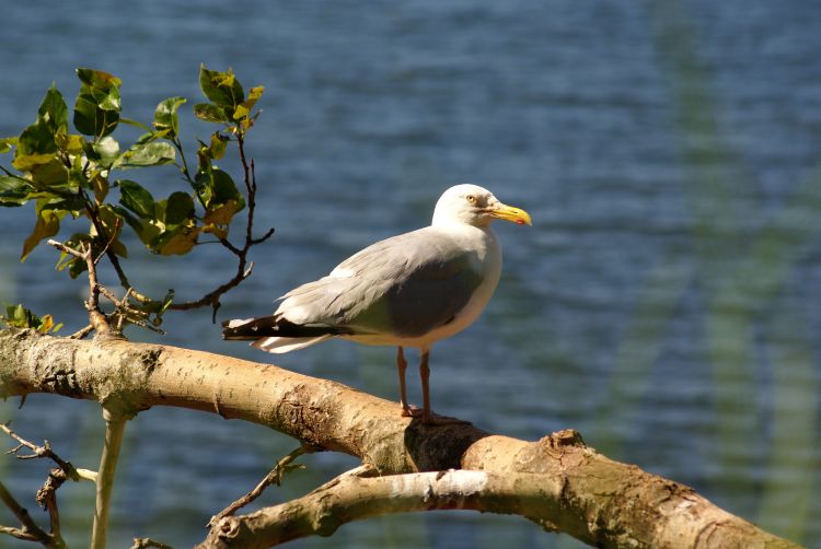 Fonds d'cran Animaux Oiseaux - Mouettes et Golands MOUETTE