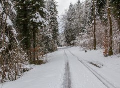  Nature balade d'hiver en fort