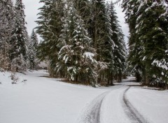  Nature balade d'hiver en fort