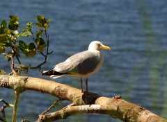  Animaux MOUETTE