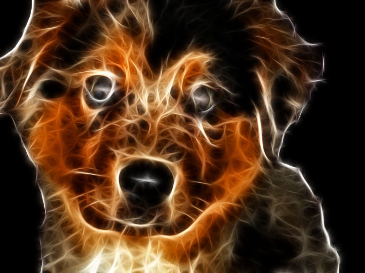 Wallpapers Animals Dogs chiot berger