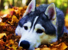  Animaux Le repos du loup