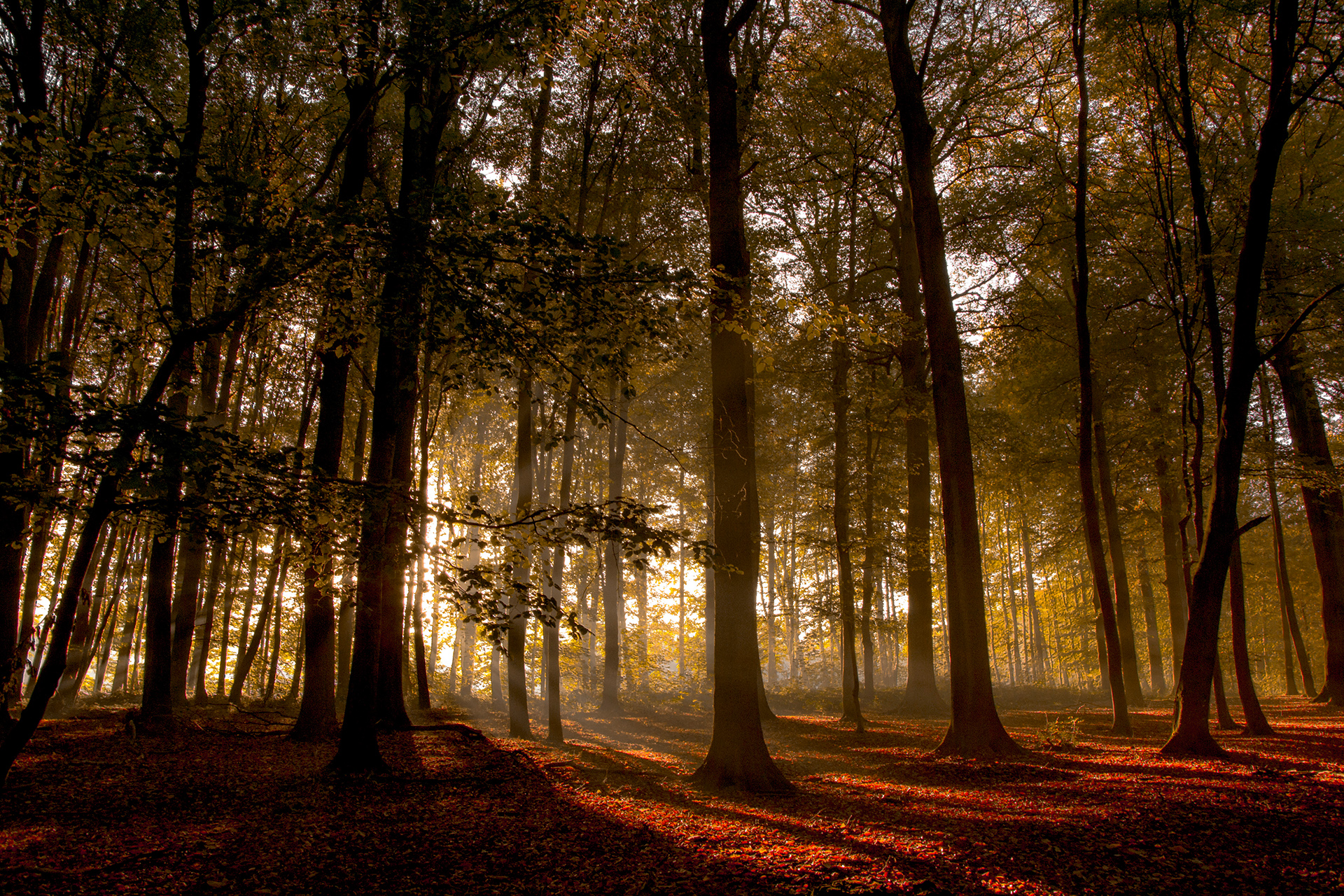 Fonds d'cran Nature Arbres - Forts 