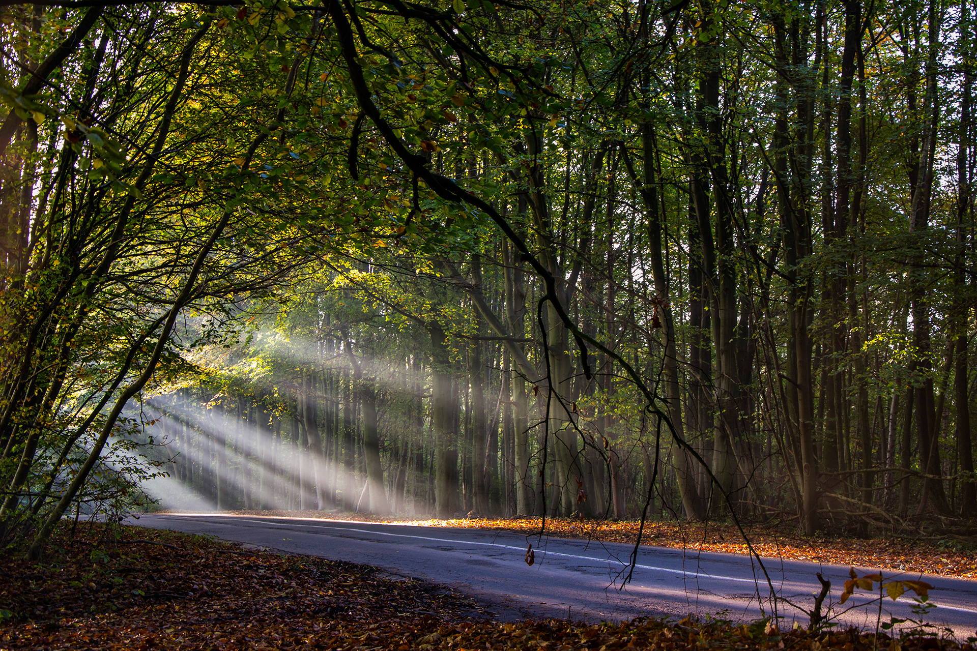 Wallpapers Nature Trees - Forests 