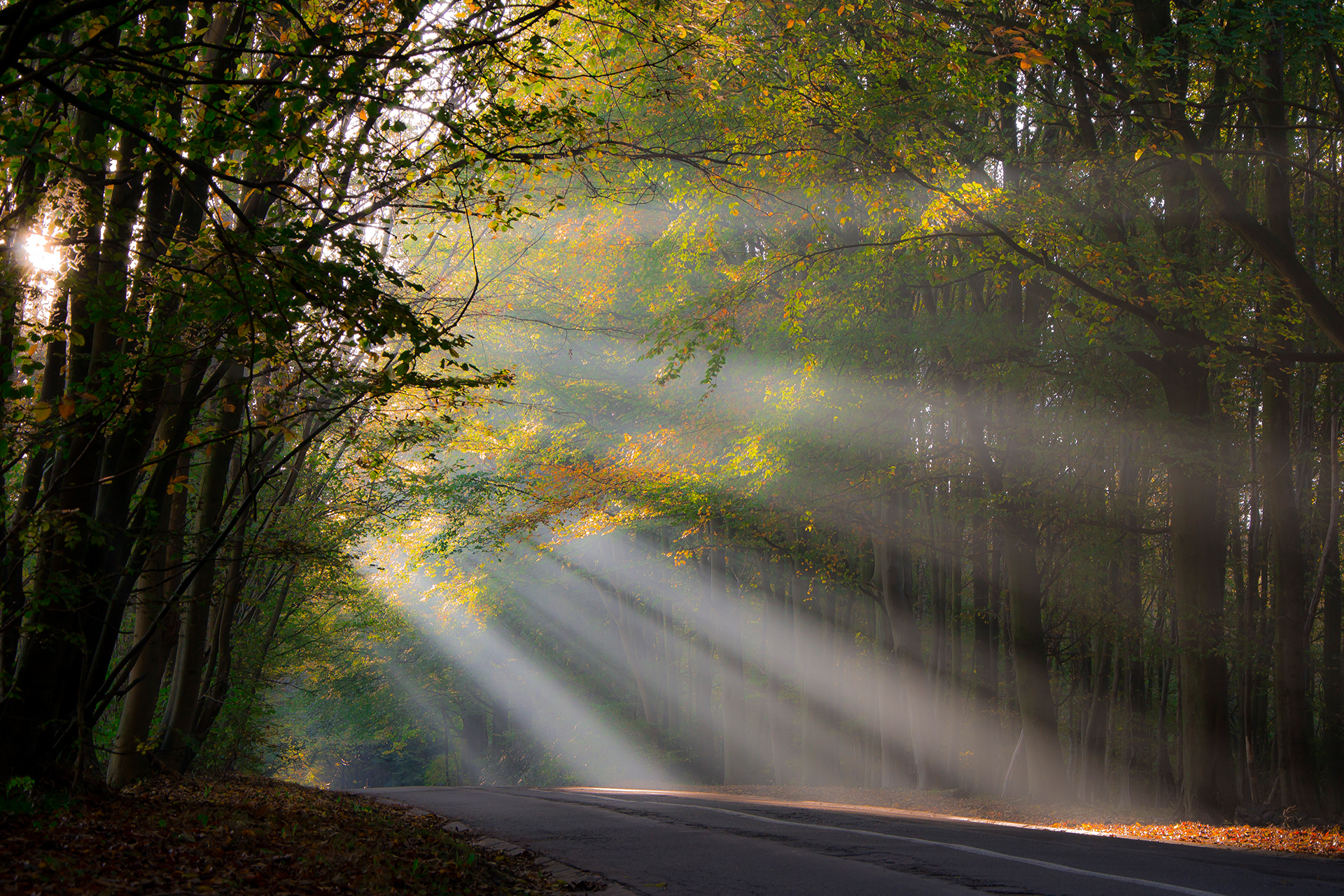 Wallpapers Nature Trees - Forests 