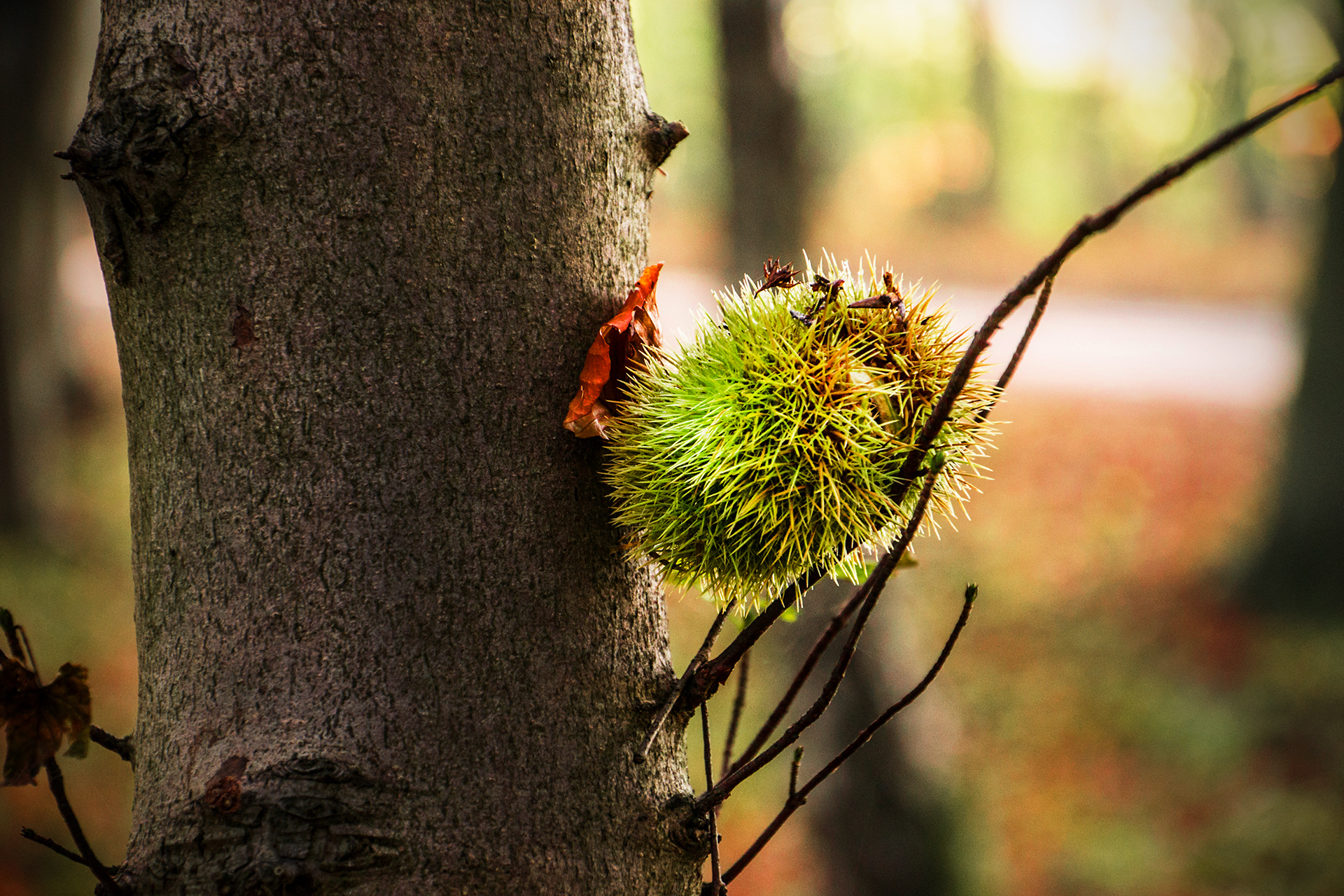 Wallpapers Nature Trees - Forests 