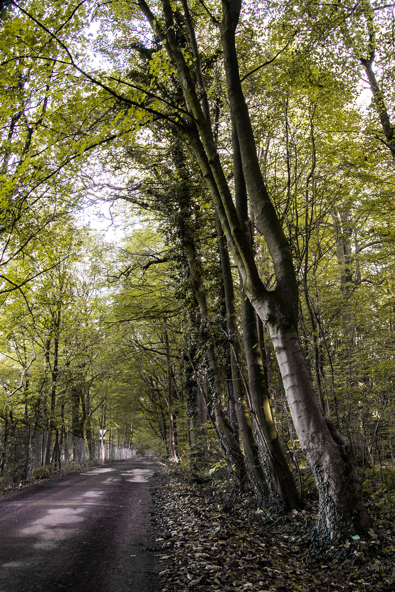 Wallpapers Nature Trees - Forests 