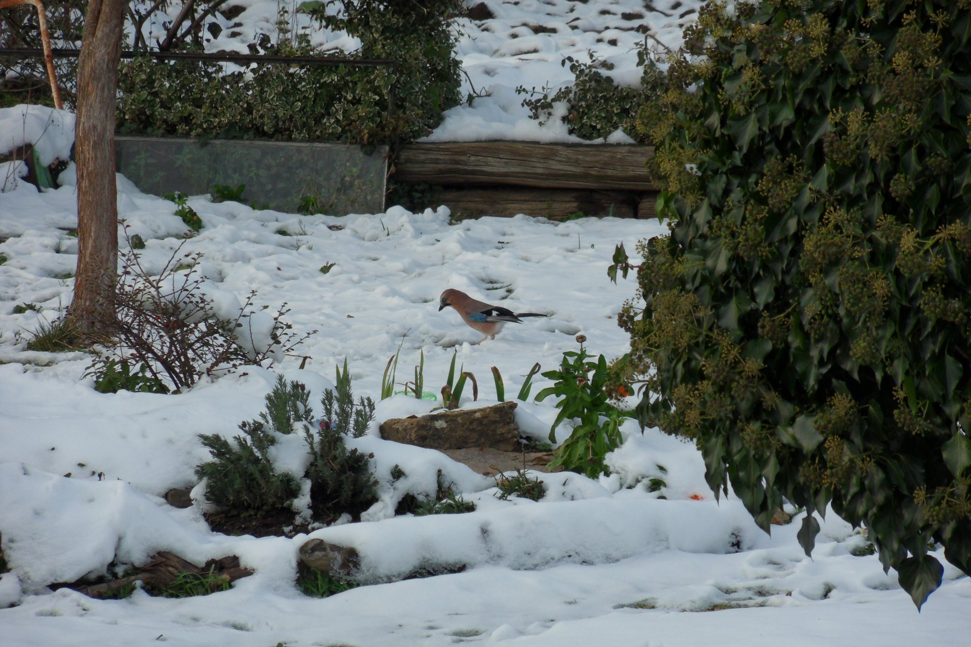 Fonds d'cran Nature Saisons - Hiver 