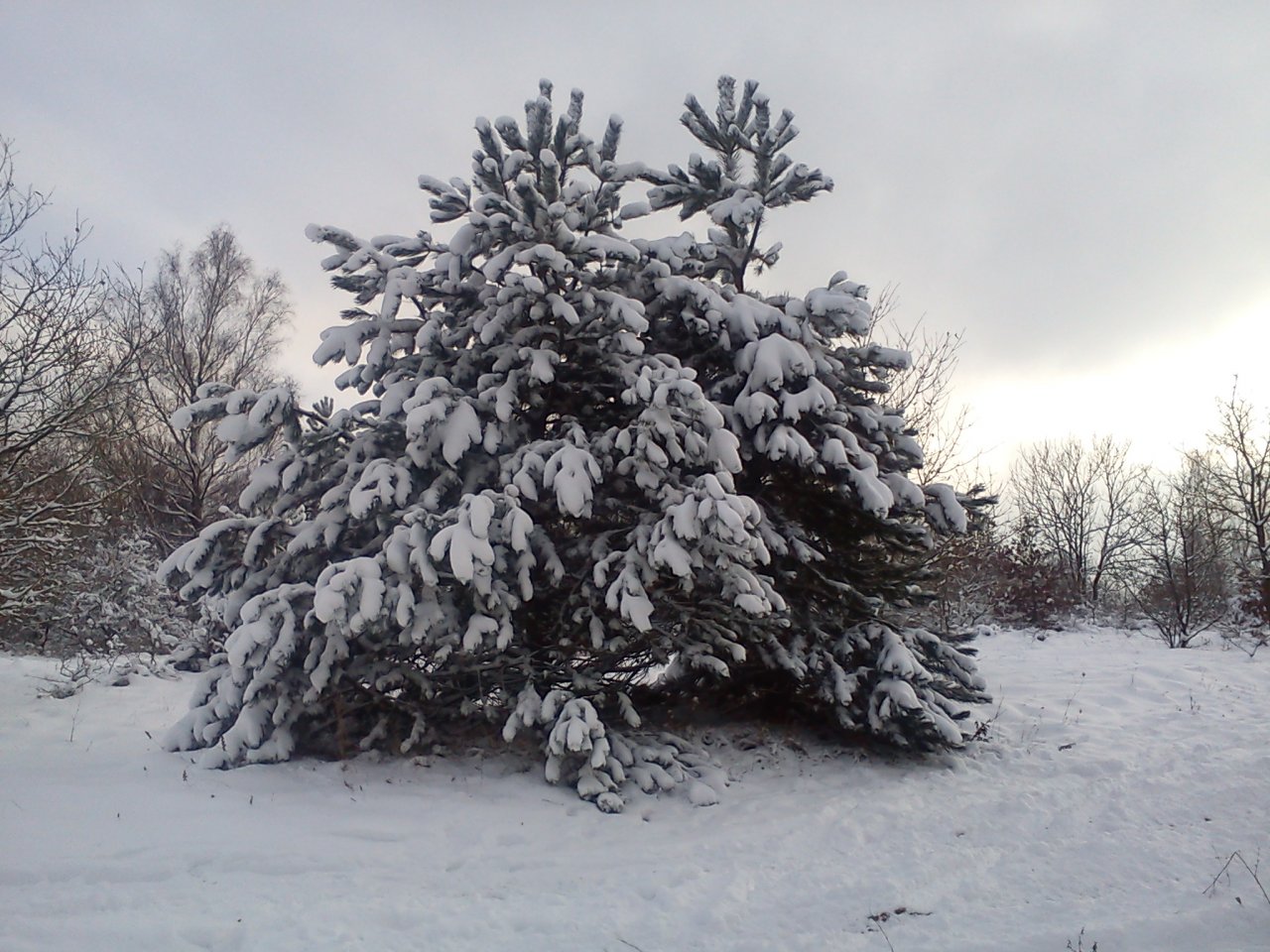 Fonds d'cran Nature Saisons - Hiver 