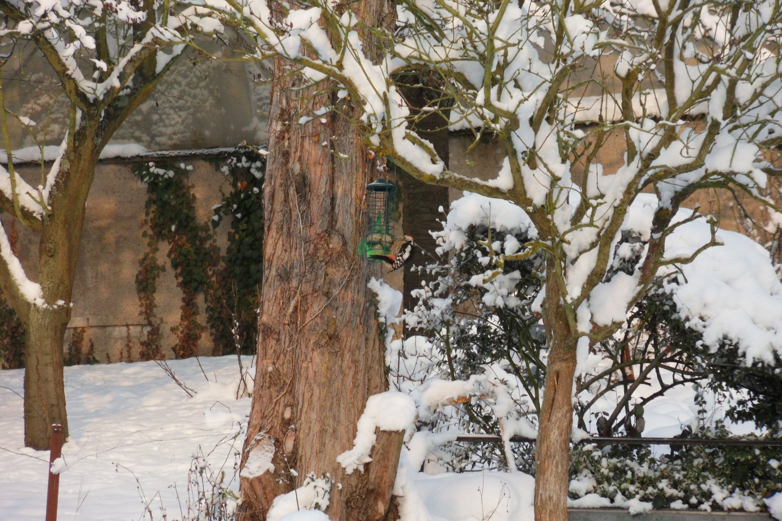 Fonds d'cran Nature Saisons - Hiver 