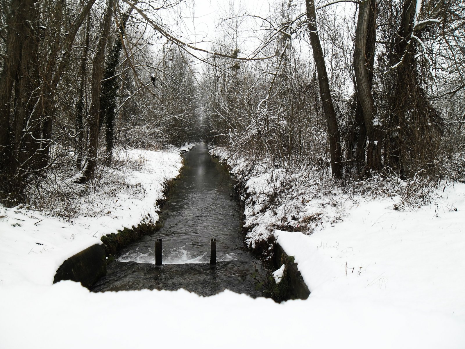 Wallpapers Nature Saisons - Winter La souche sous la neige