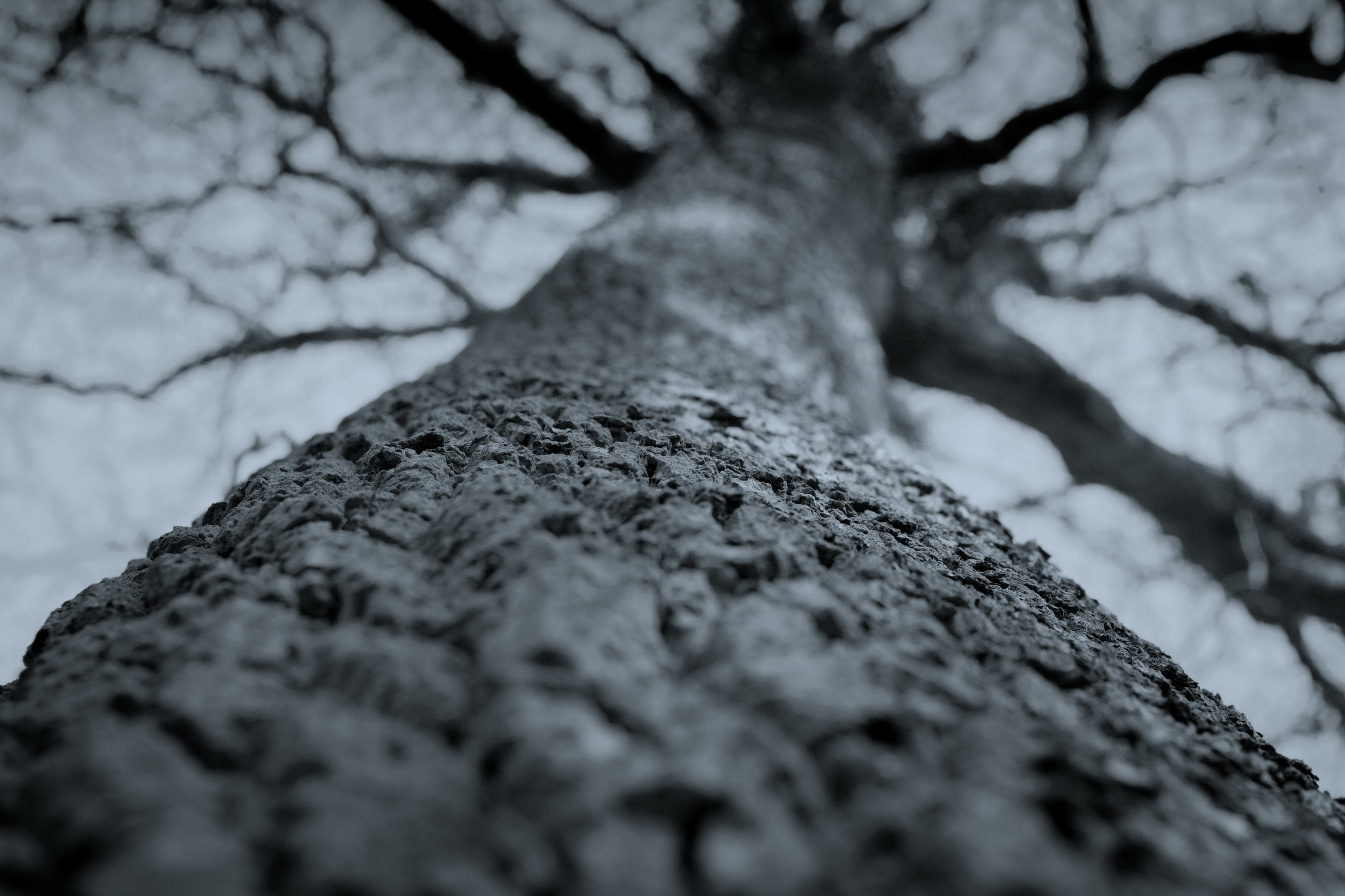 Fonds d'cran Nature Arbres - Forts Arbre de l'eternit