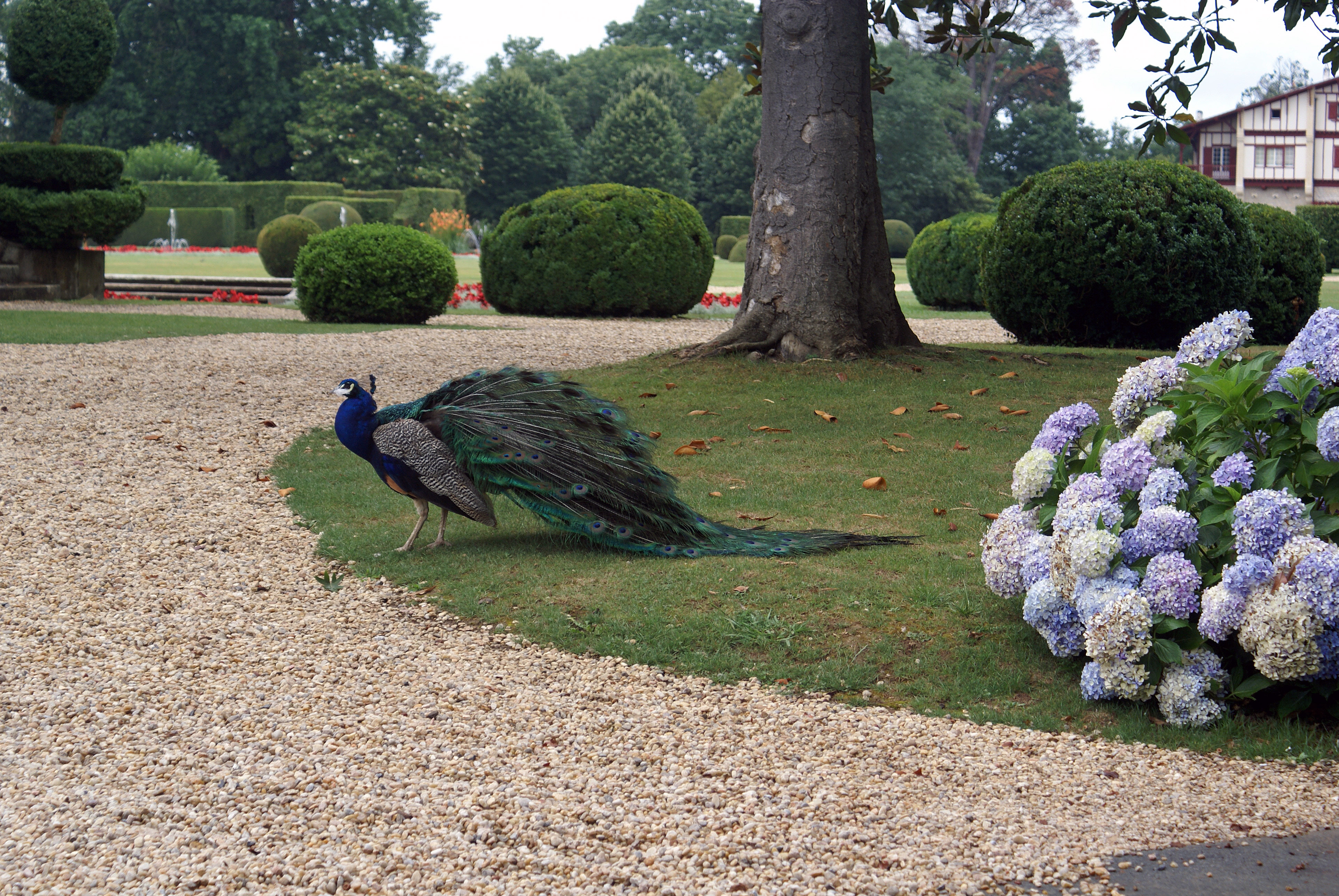 Wallpapers Animals Birds - Peacocks PAON DE CYRANO