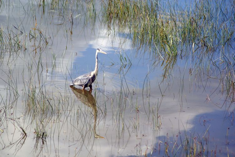 Fonds d'cran Animaux Oiseaux - Hrons LE GRAND HERON