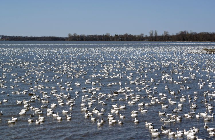 Fonds d'cran Animaux Oiseaux - Oies LA HALTE DES OIES BLANCHES