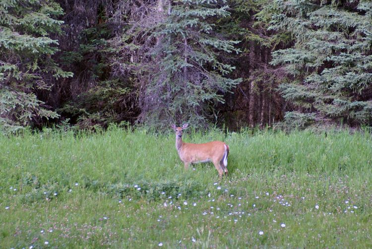 Fonds d'cran Animaux Cervids MAMAN EN ALERTE