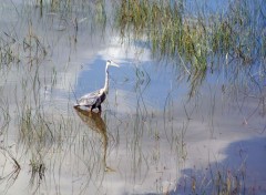  Animaux LE GRAND HERON