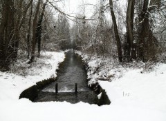  Nature La souche sous la neige