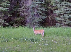  Animaux MAMAN EN ALERTE