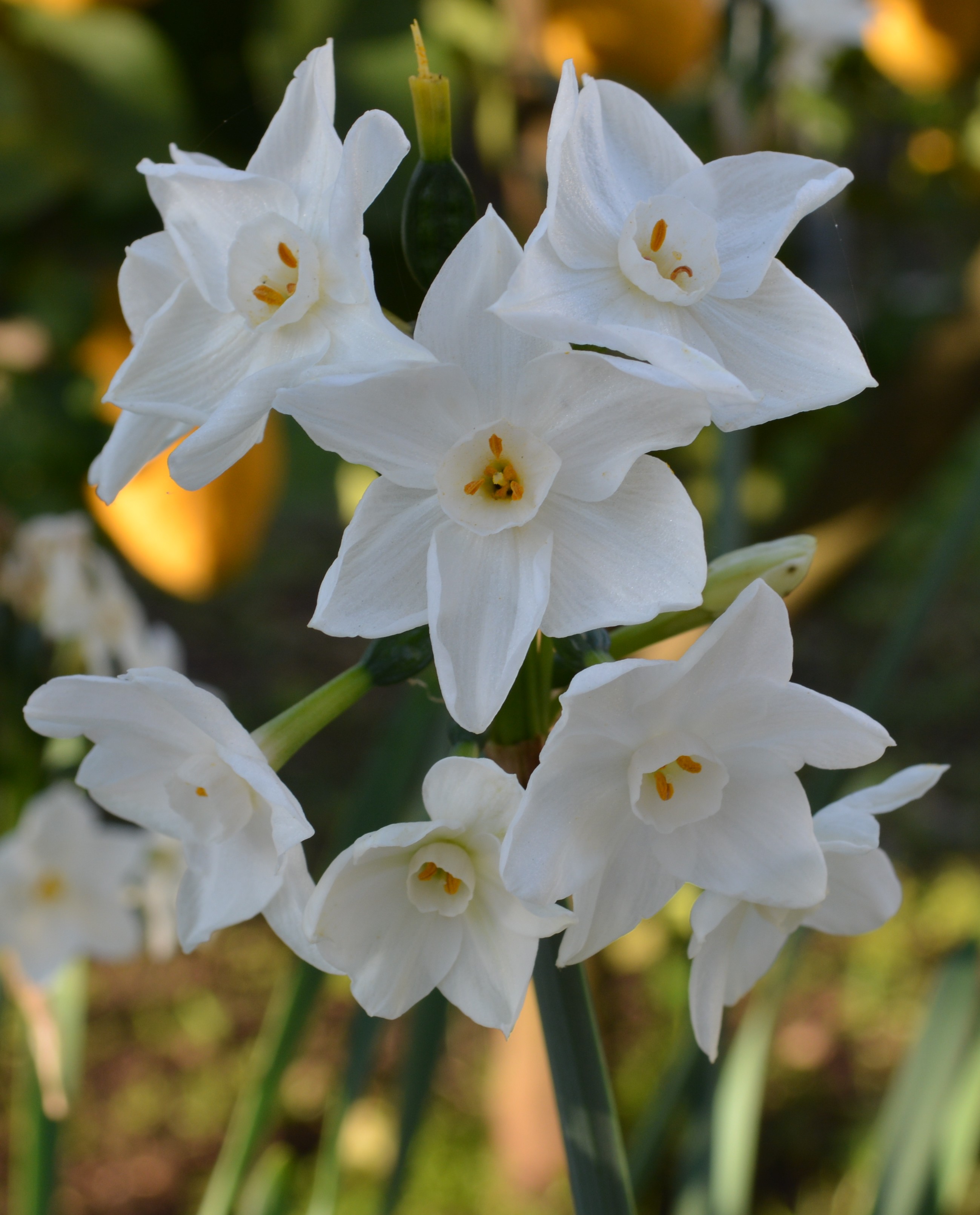 Fonds d'cran Nature Fleurs 